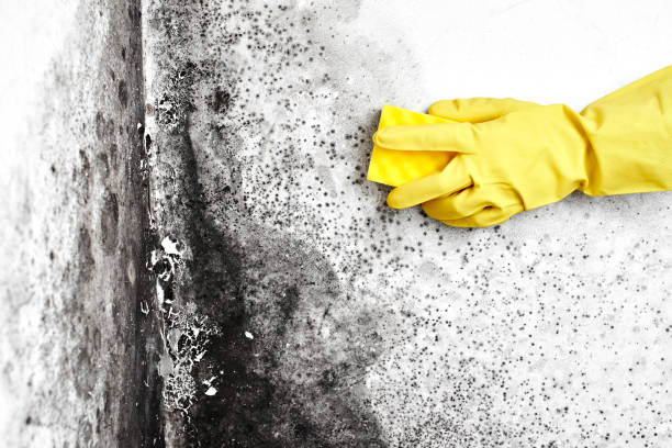 Best Mold Cleaning Services  in Midlothian, TX
