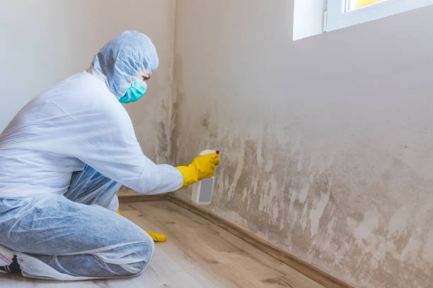 Professional Mold Removal in Midlothian, TX