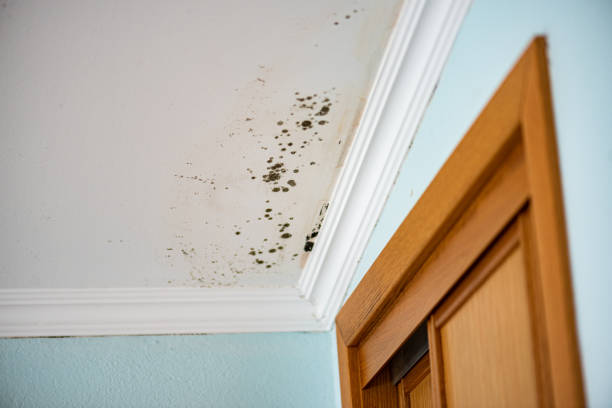 Reliable Midlothian, TX Mold Removal Solutions