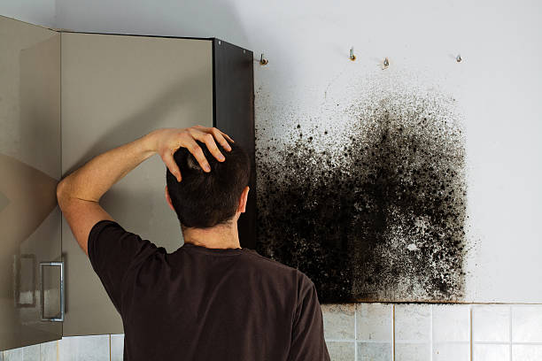 Best Affordable Mold Removal  in Midlothian, TX