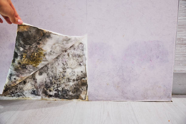 Best Mold Removal Company Near Me  in Midlothian, TX